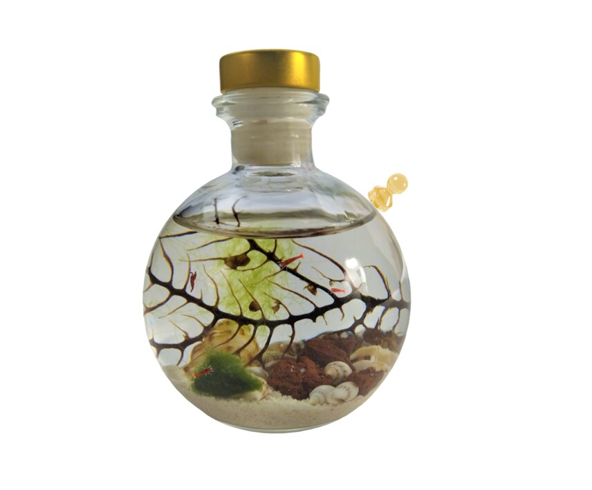 Hand Crafted Self Sustaining Open Glass Shrimp Ecosphere