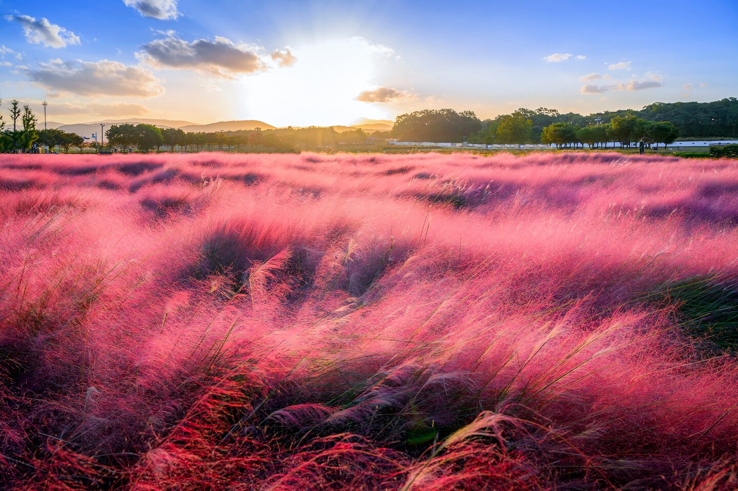 [EQUALBY] madeleine / pink muhly ☆ 20038571813648.jpg