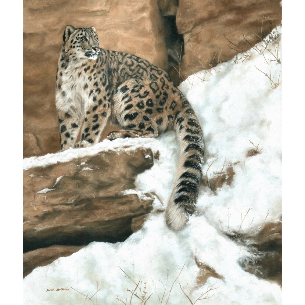 Snow Leopard In The Snow Poster Print By Sarah Stribbling