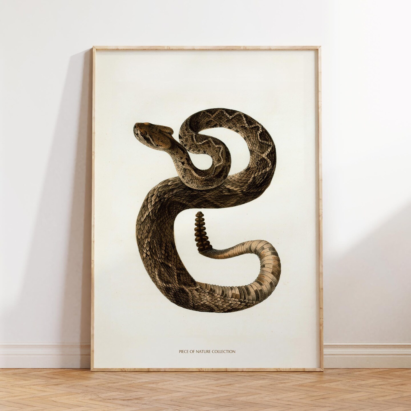 snake出品　直筆資料セット Mattheus Merian Snakes- Antique Engraving - Authentic Vintage Posters