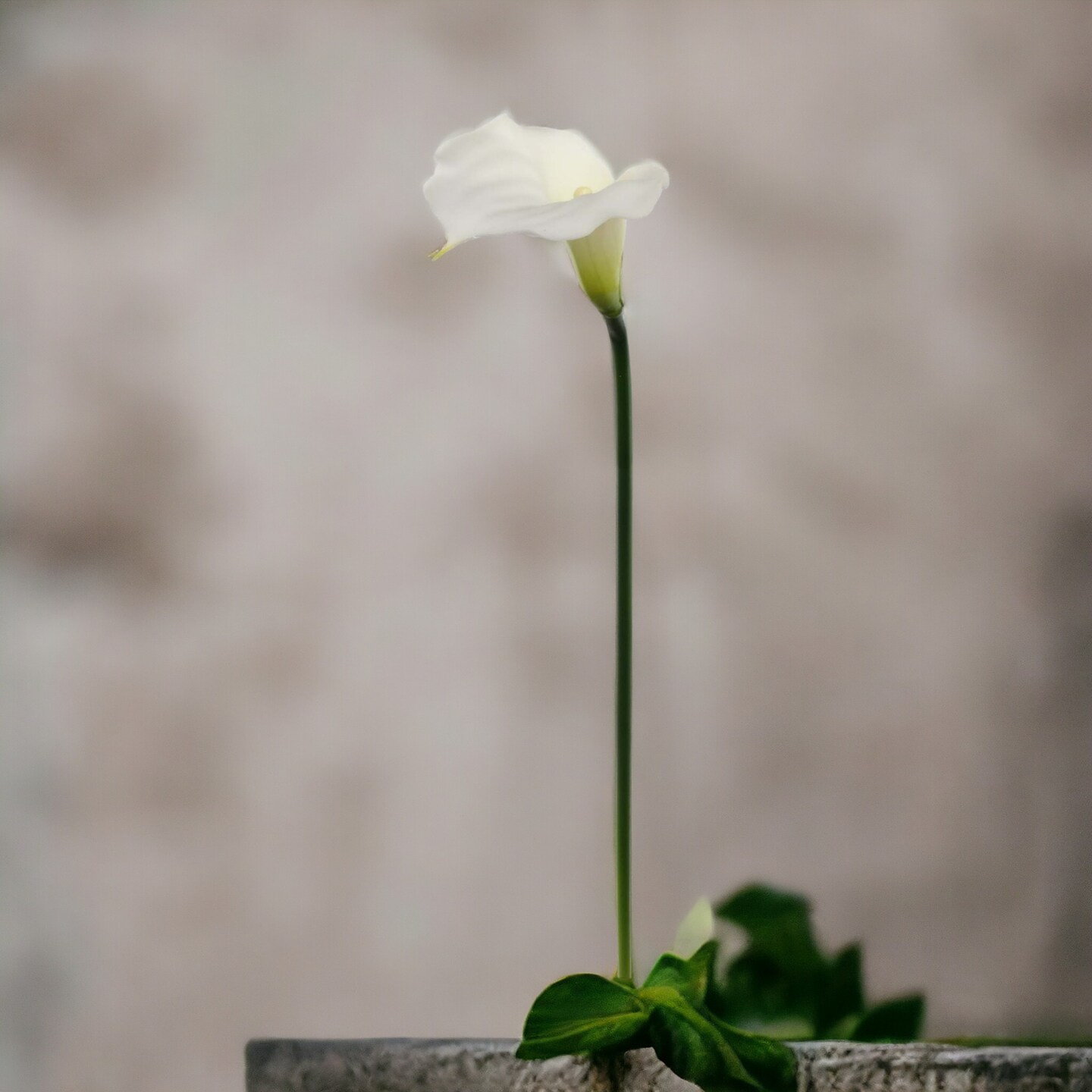20" Cream Calla Lily Stem - 24-Pack, Real Touch Blooms, Elegant Floral Décor, Perfect for Arrangements, Events & Home - Ideal for All Seasons, Floral Home by Artificial Flowers