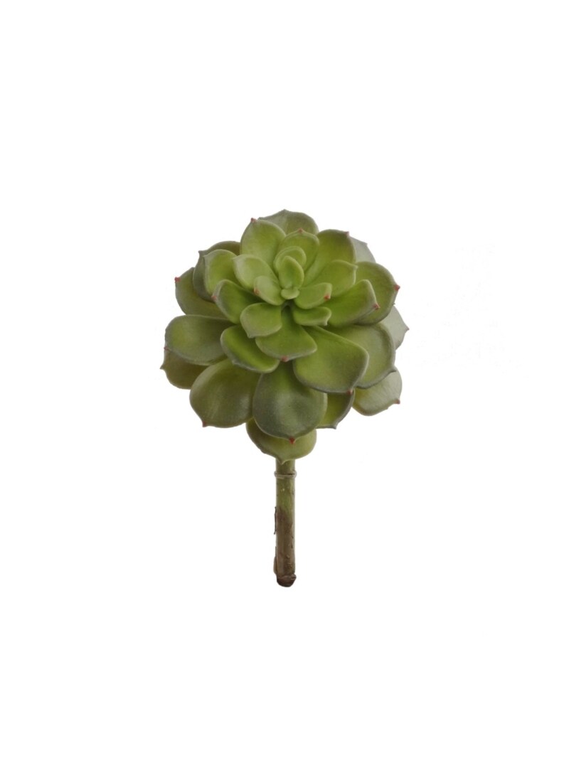 12-Pack: Real Touch Echeveria Succulent Plant, 5&#x22; Wide, Floral Home by Artificial Flowers