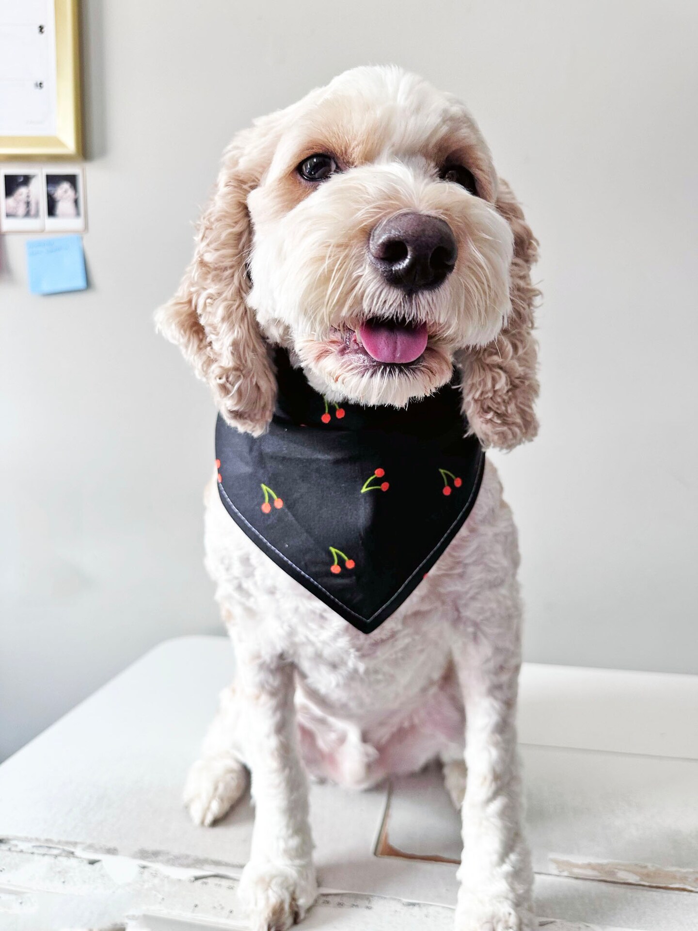 Black and shop white dog bandana