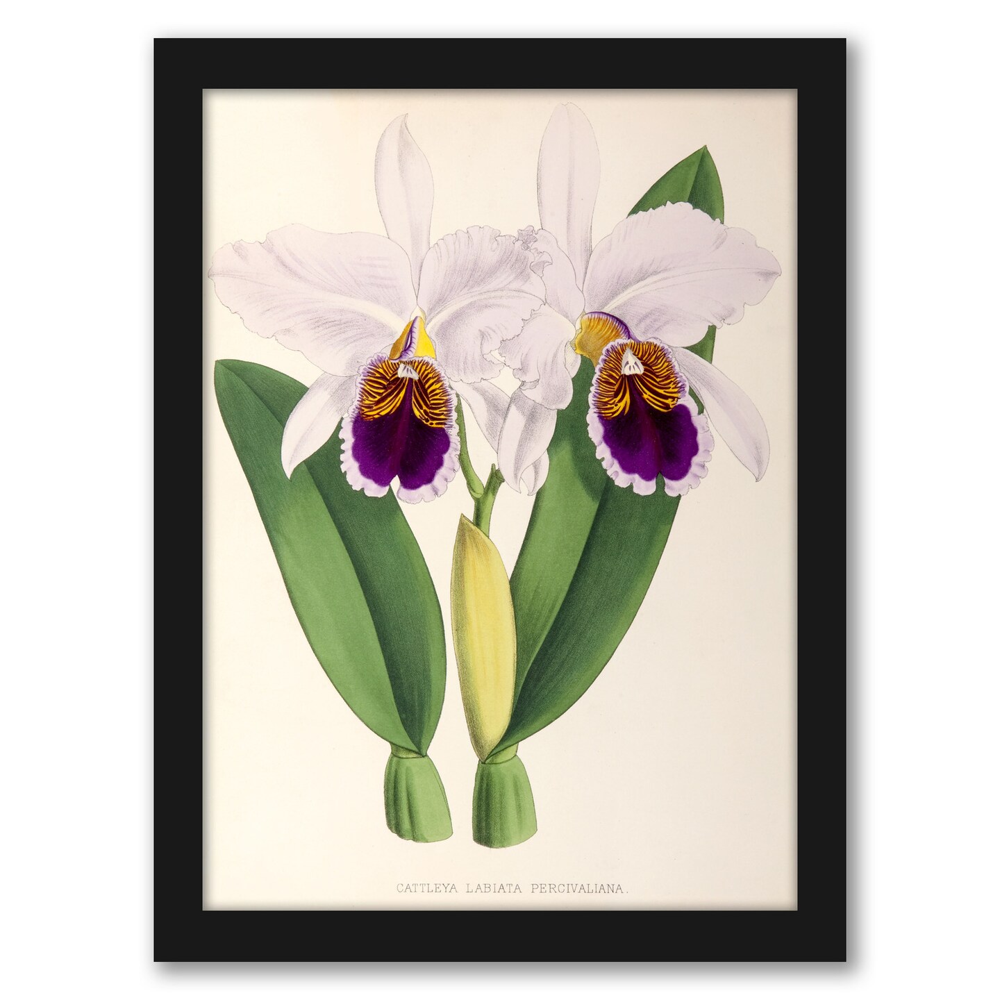 Fitch Orchid Cattleya Labiata Percivaliana by New York Botanical Garden Frame  - Americanflat