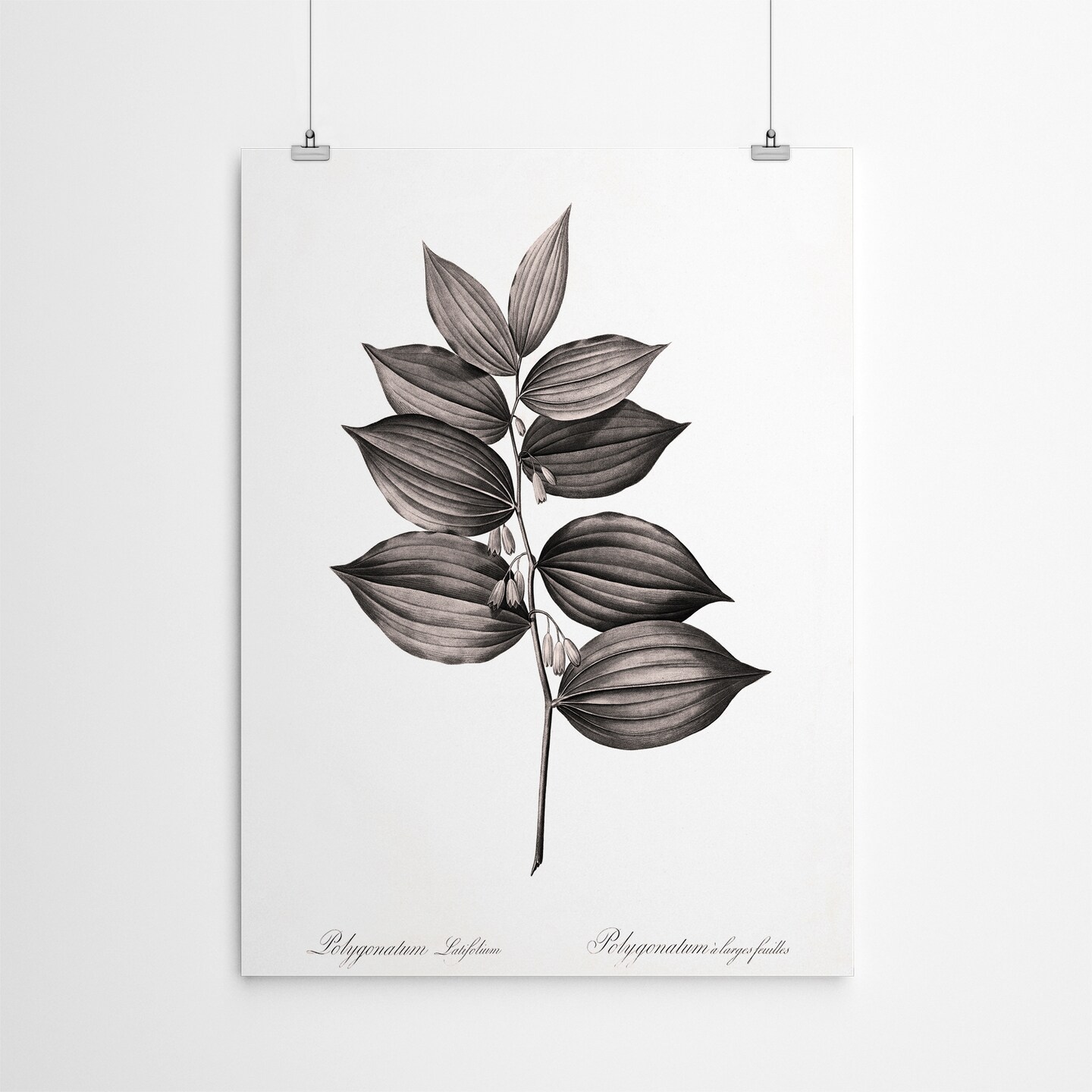 Solomans Seal by Chaos &#x26; Wonder Design  Poster Art Print - Americanflat