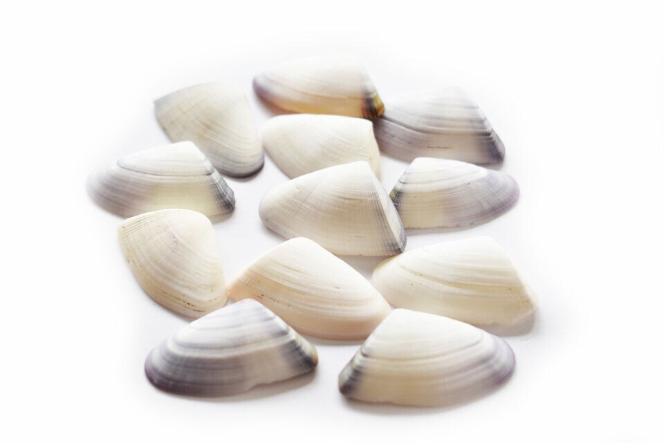 1.5 Inches Connate Donax Shells