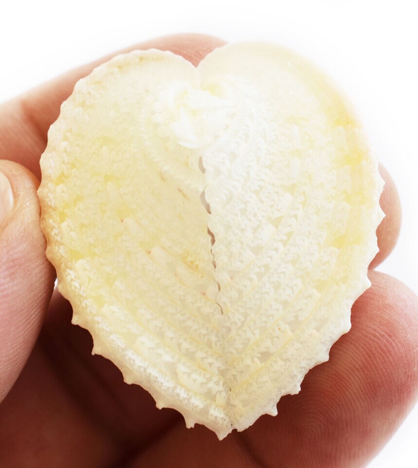 2 Inches Beautiful Heart Cockle Shells