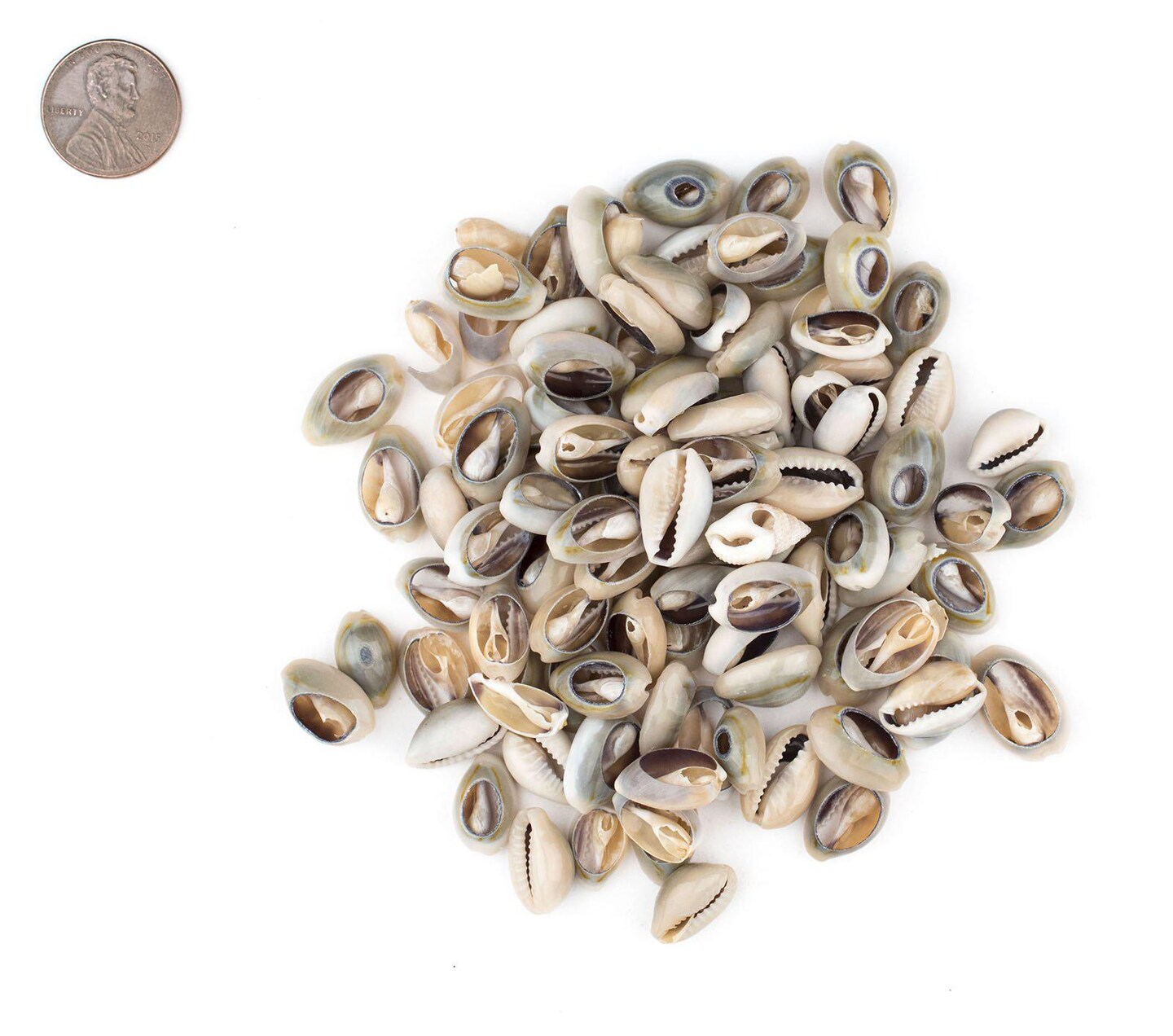 The Bead Chest Cowrie Shells (Small) - Approx 90 Pieces - White, Natural - Jewelry Making, Craft Projects, Artistic Use, Cultural Adornments