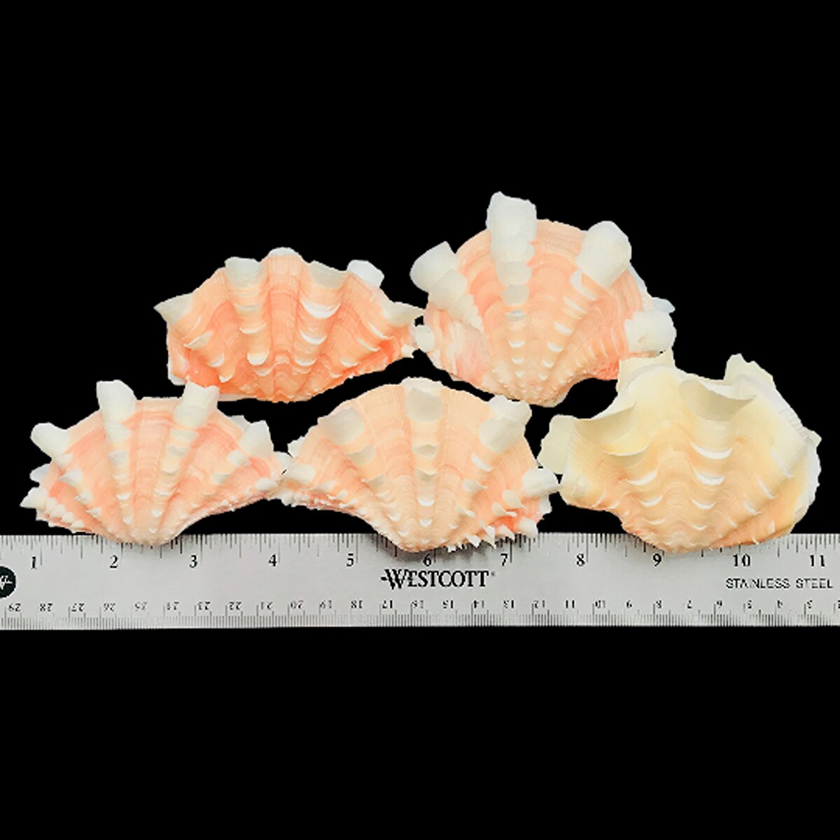 3 Inches Fancy Tridacna Clam Shell