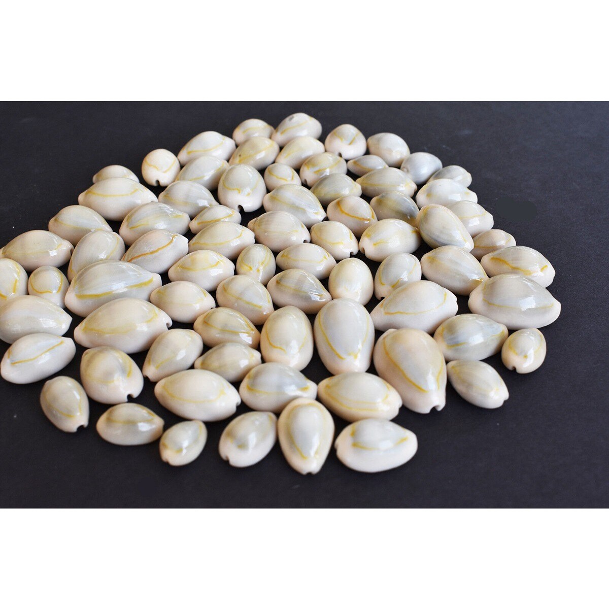 12-25mm Organized Cowrie Shells 100 pcs