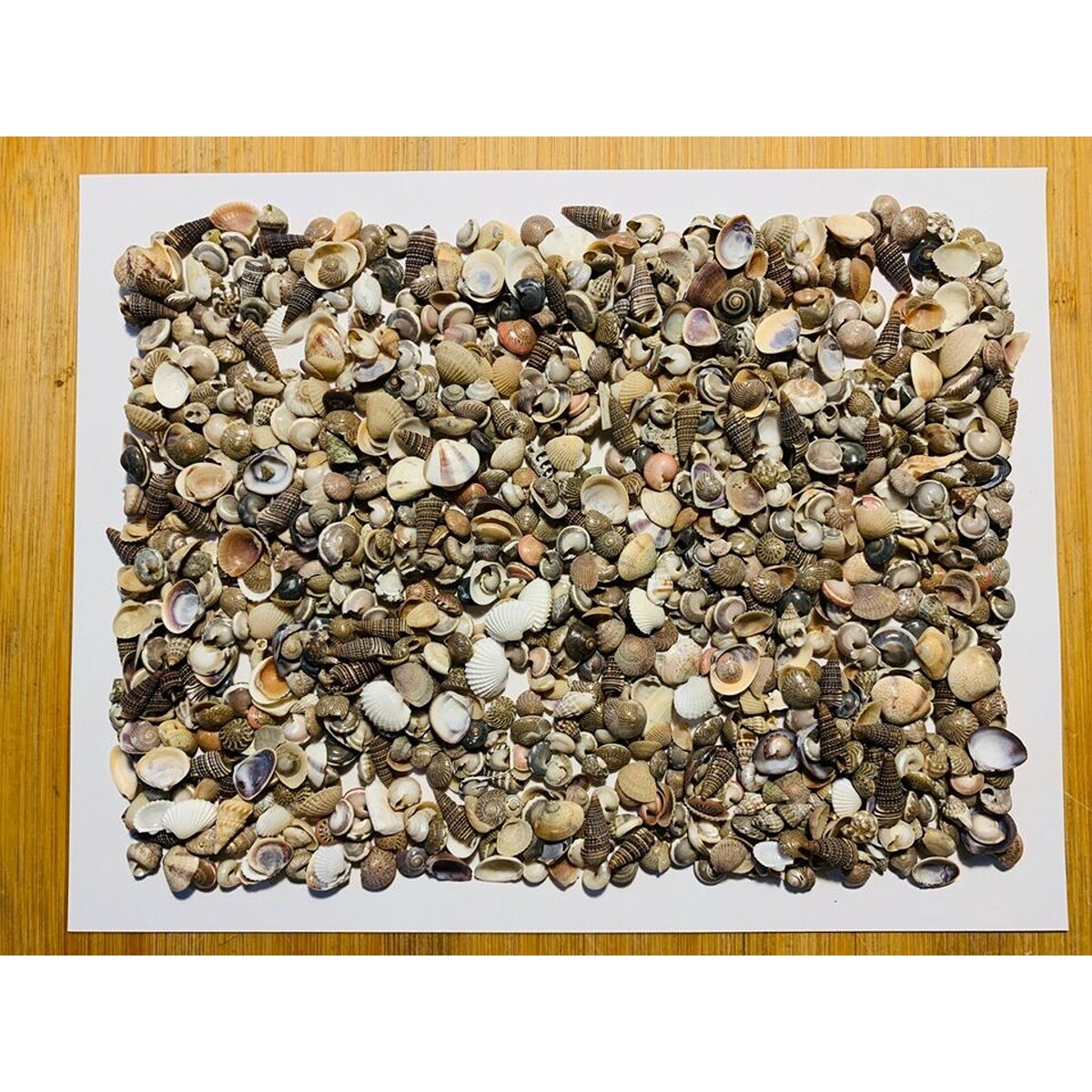 Tiny Mixed Seashells 500 pcs