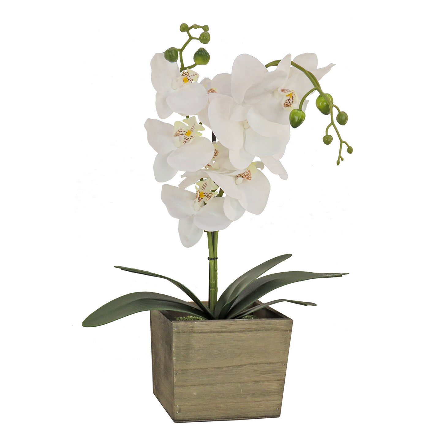 21&#x22; White Orchid Flower in Wood Box