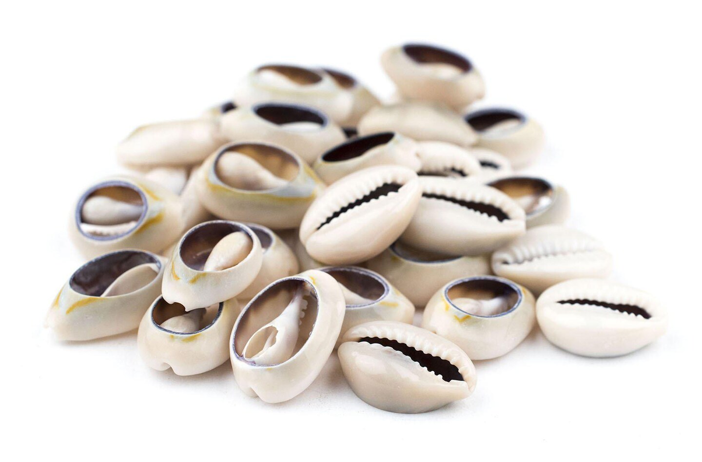 The Bead Chest Cowrie Shells (Large) - Approx 30 Pieces - White, Natural - Jewelry Making, Craft Projects, Artistic Use, Cultural Adornments