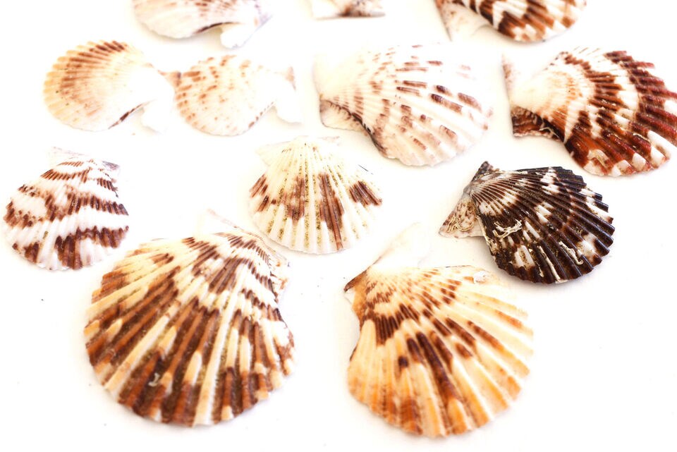 Pectin Tranquebaricus Shells Seashells 24 pcs