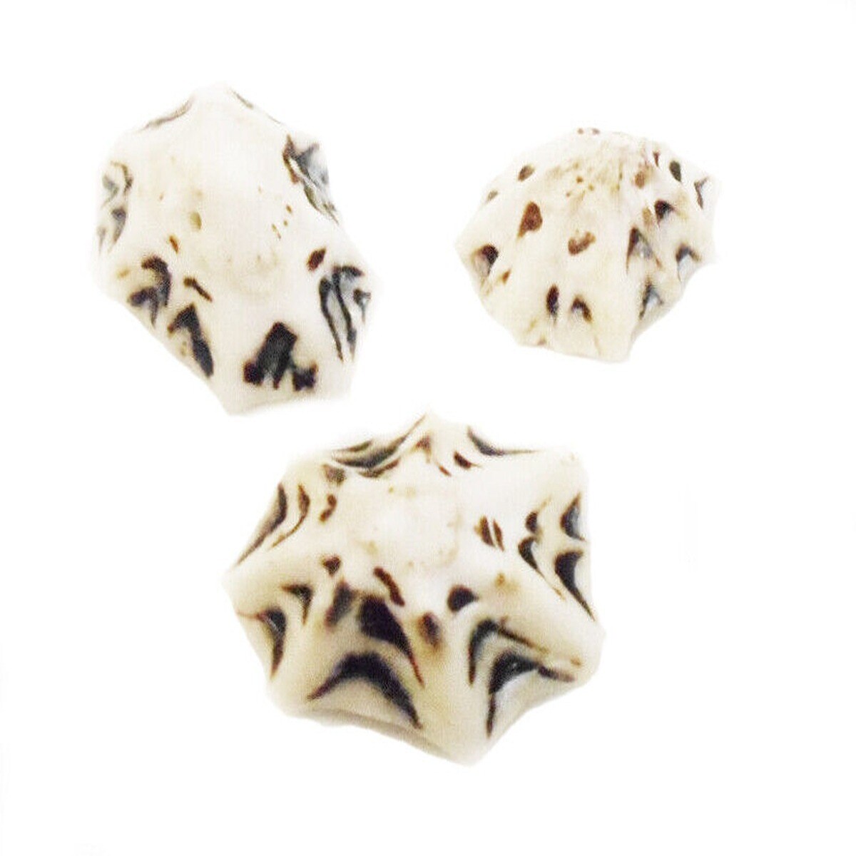 Cute Little Star Limpet Shells 100 pcs