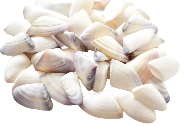 1.5 Inches Connate Donax Shells