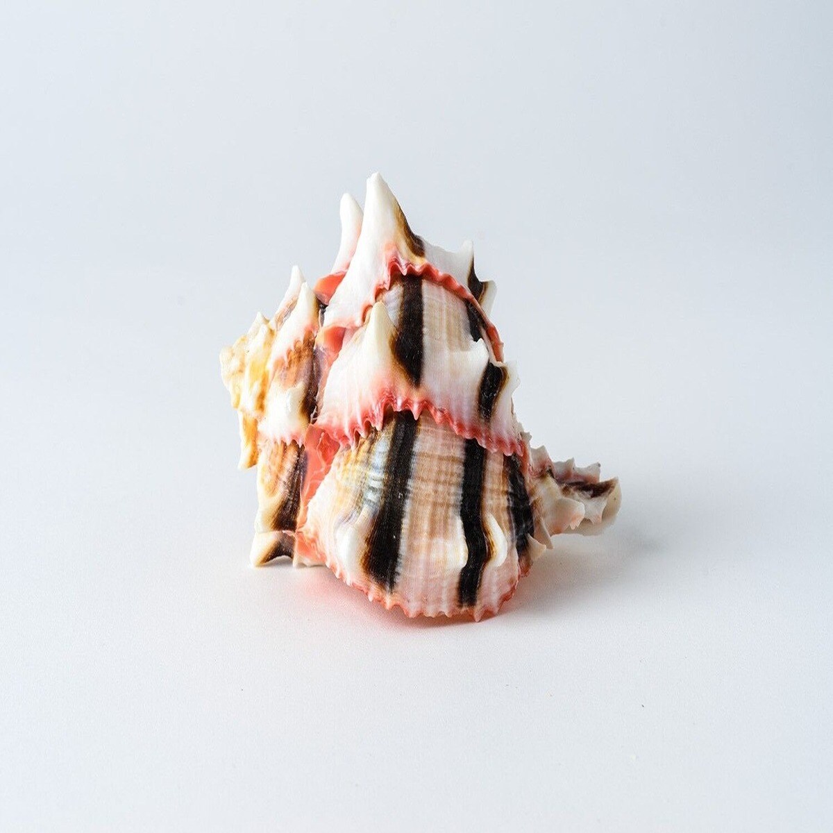 2 inch Brilliant Hermit Seashell