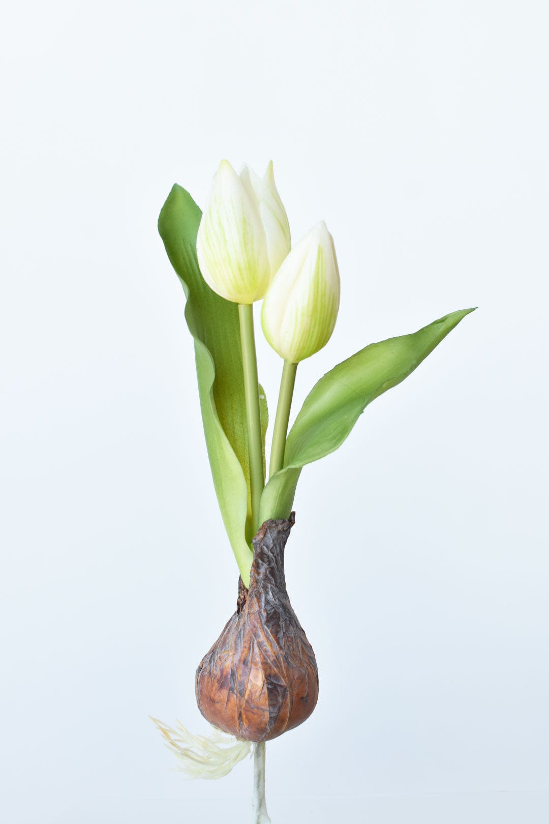 8&#x22; Faux Real Touch White Tulips in Bulb w/pick