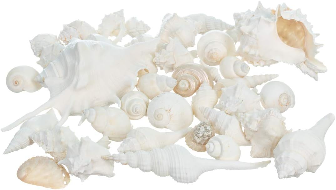 Real Mixed Beach Seashells