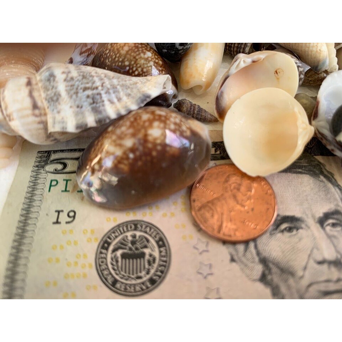 Genuine Assorted Seashells