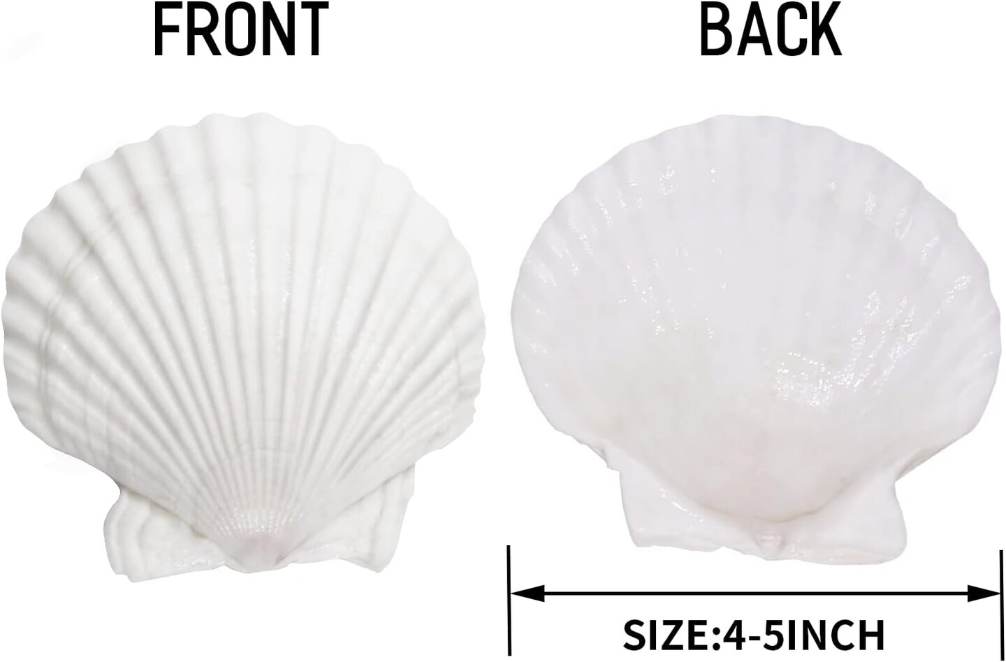 5 Inches Natural Sea Shells Scallop Shells 10 pcs