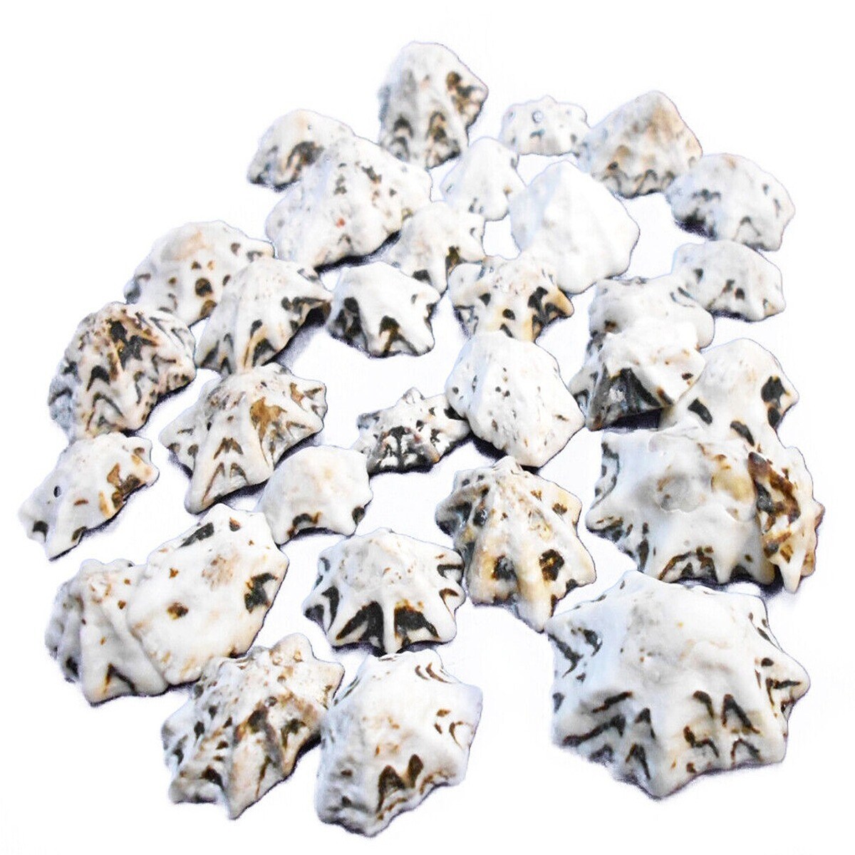 Cute Little Star Limpet Shells 100 pcs