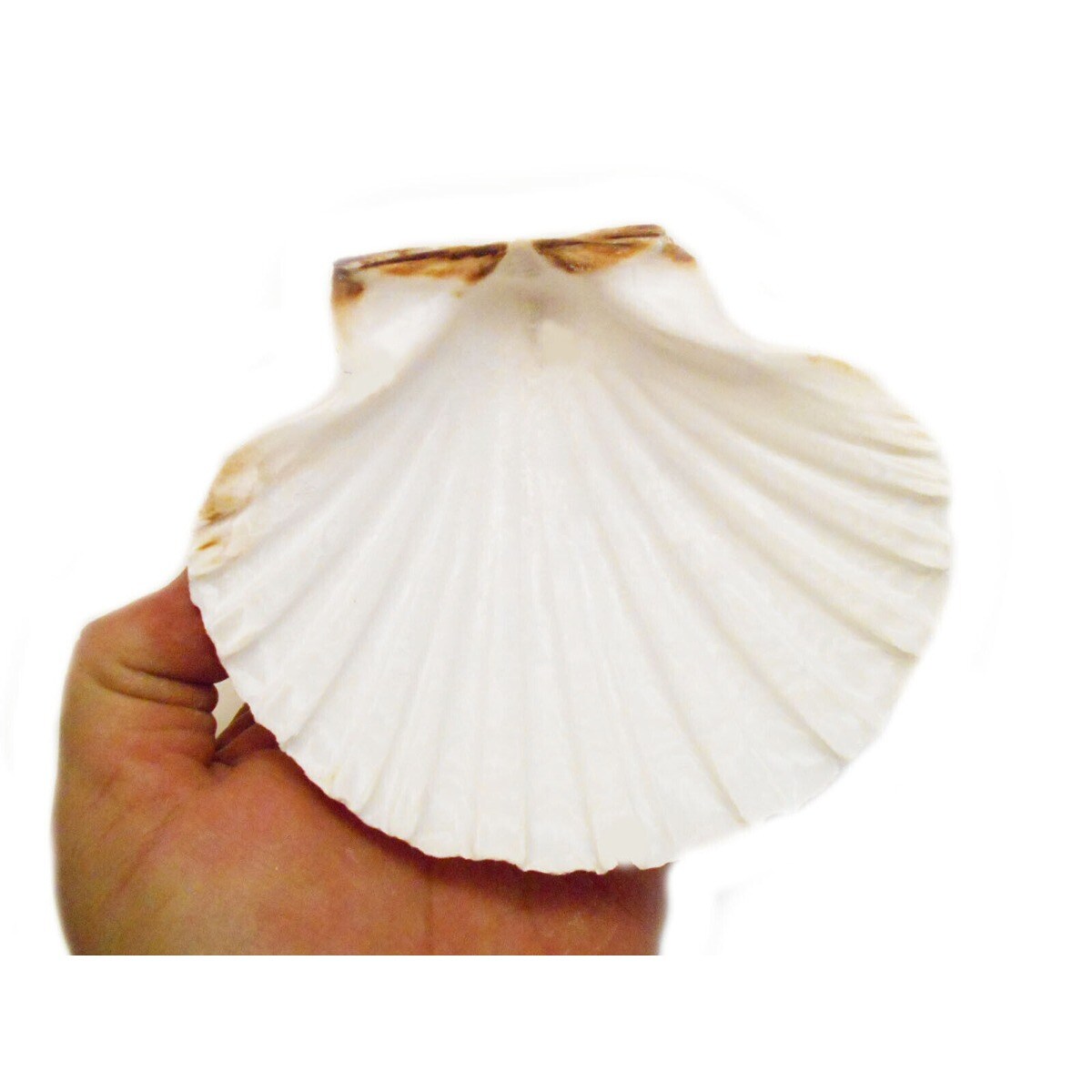5 Inches Hoary Scallop Shells