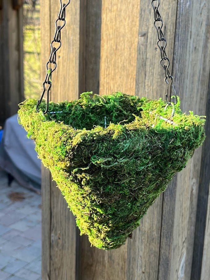 6&#x22; MOSS Hanging Basket - Square Cone