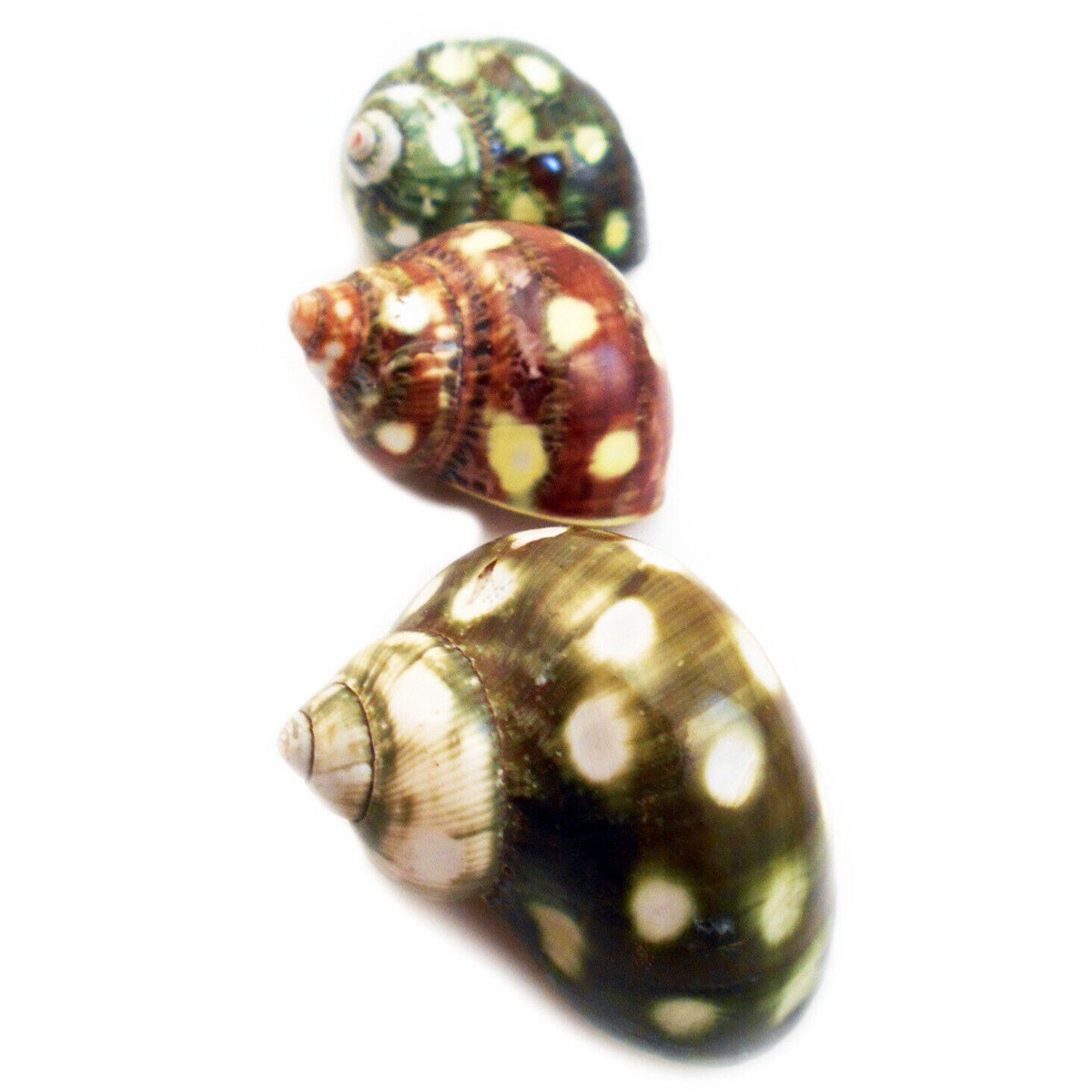 Huge Dappled Turbo Shells 3 pcs