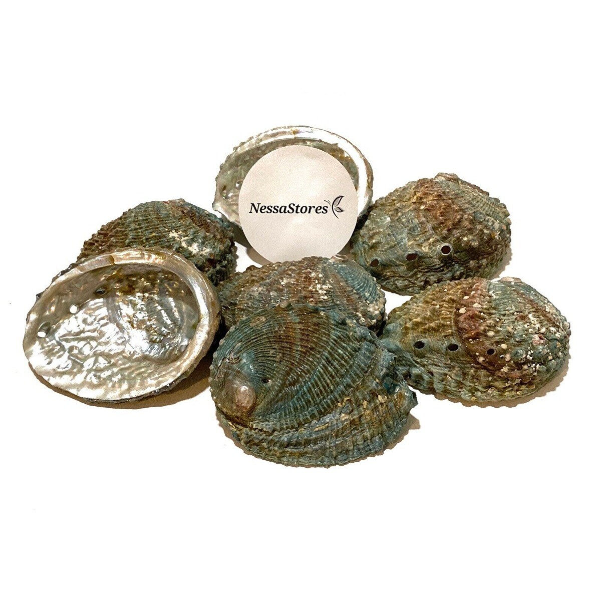 NESSA STORES 5 Inches Lustrous Abalone Seashell 16 pcs