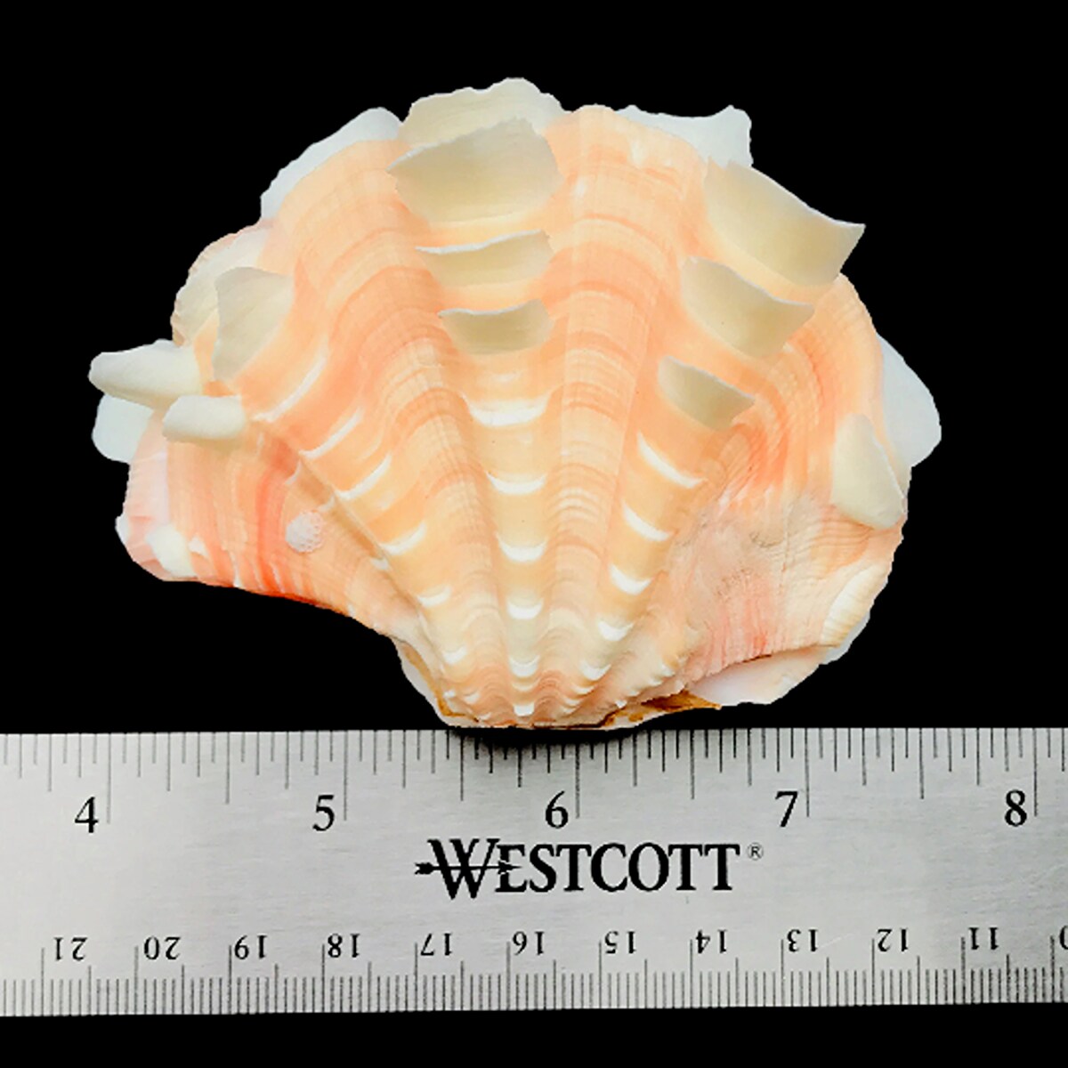 3 Inches Fancy Tridacna Clam Shell