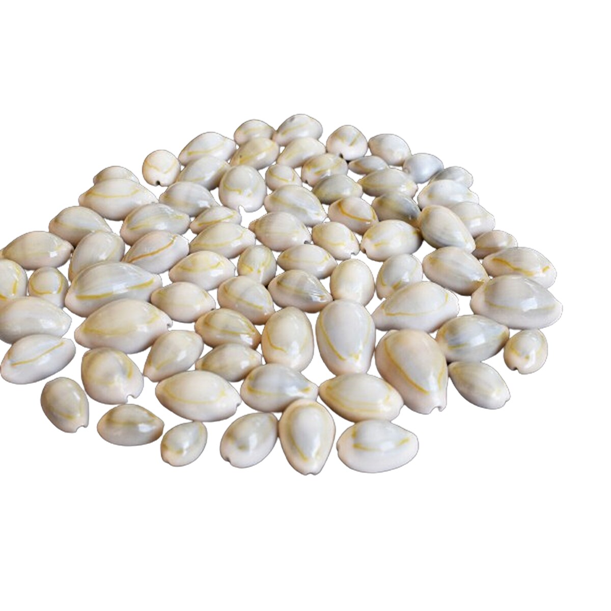 12-25mm Organized Cowrie Shells 100 pcs