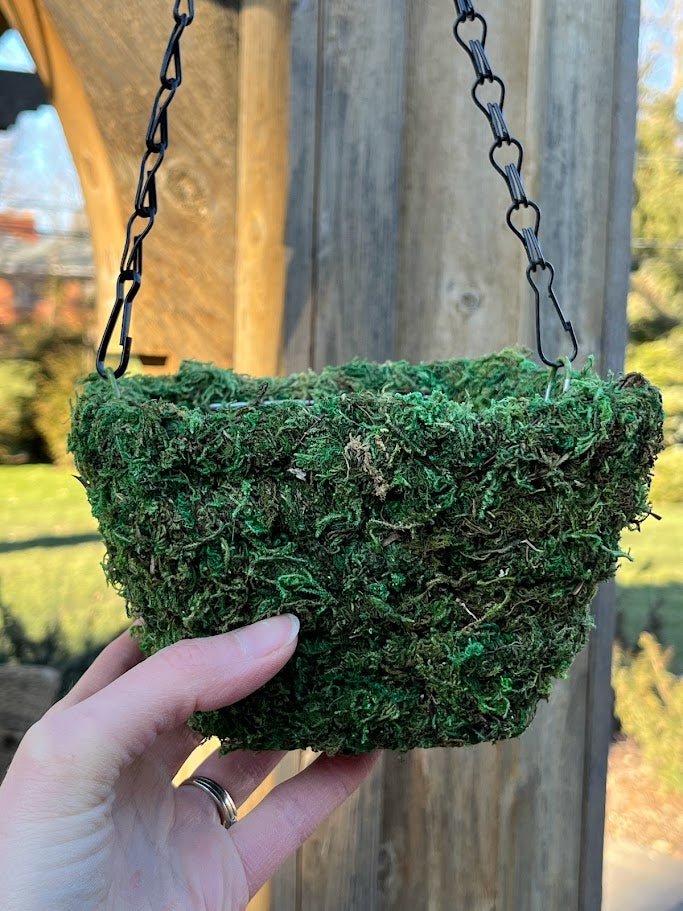 6&#x22; MOSS Hanging Basket - Square Basket