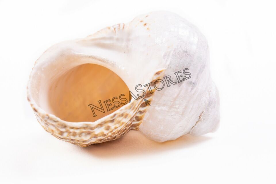 1 1/2 Inches Natural Turbo Sea Shell
