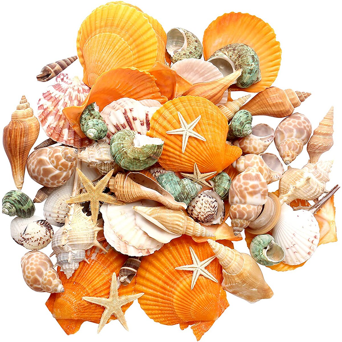 3.5 Inches Colorful Beach Seashells