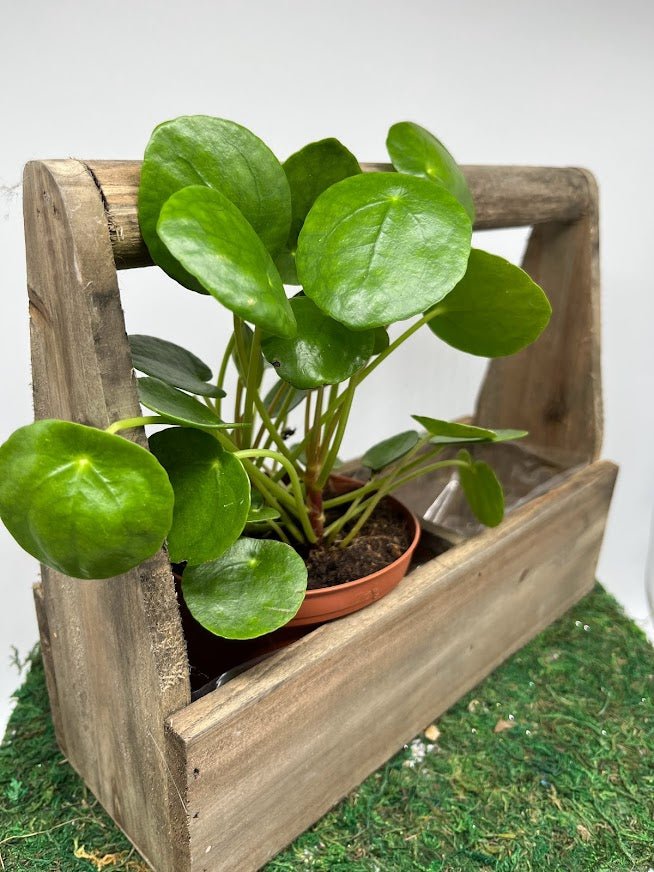 Wood Handled Trug Planter