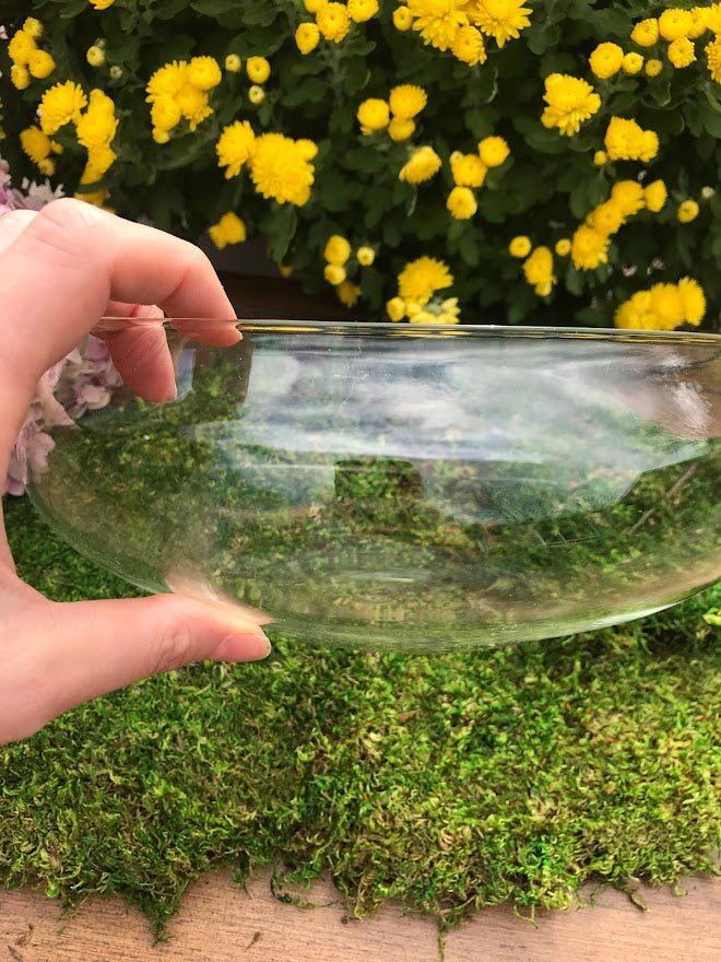 Terrarium - Shallow 10&#x22; Glass Terrarium
