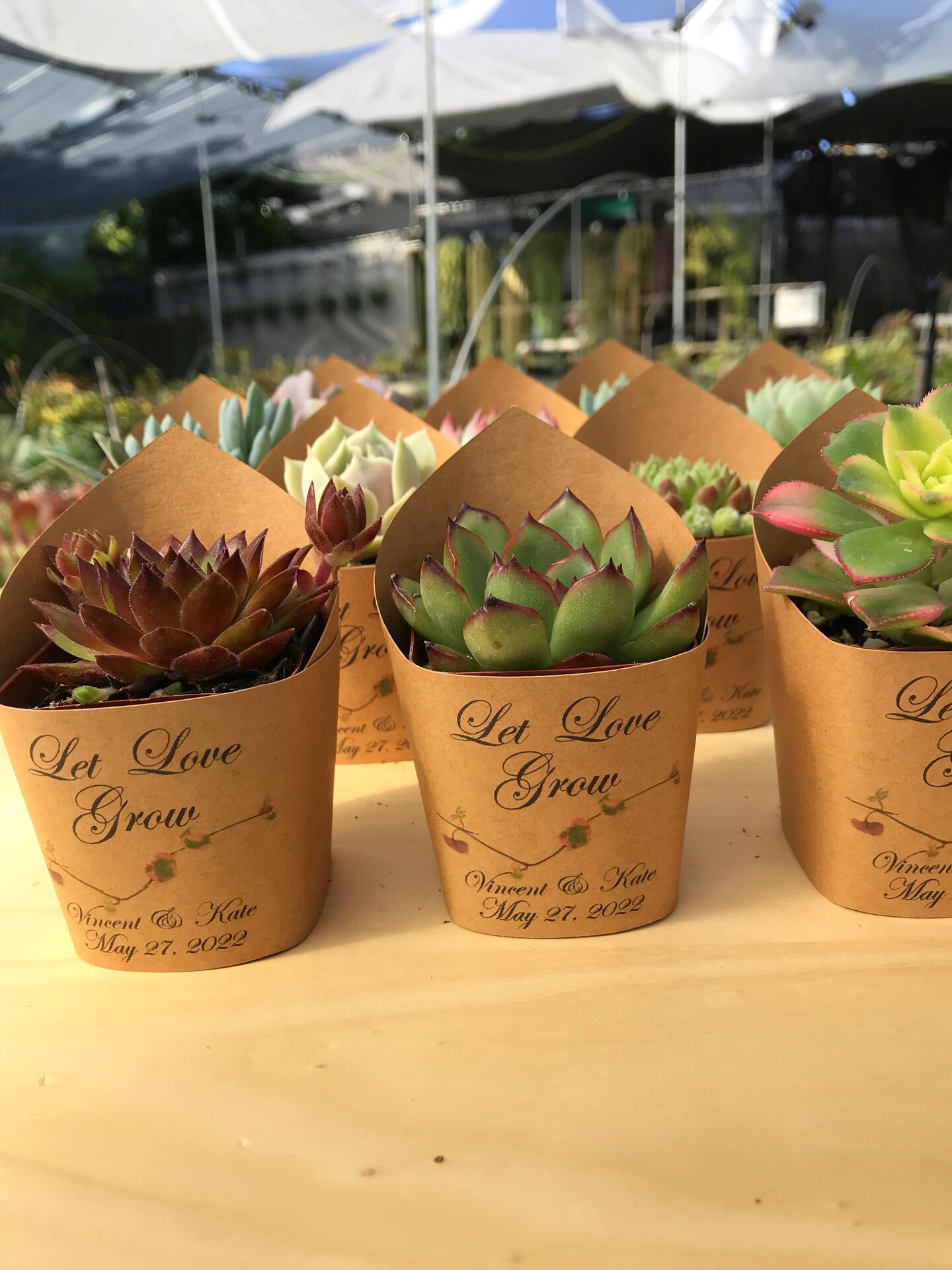 live succulent plant Sedum Burrito Succulent: Cascading Blue Green Succulent - Sedum Morganianum  Hybrid - (3.5