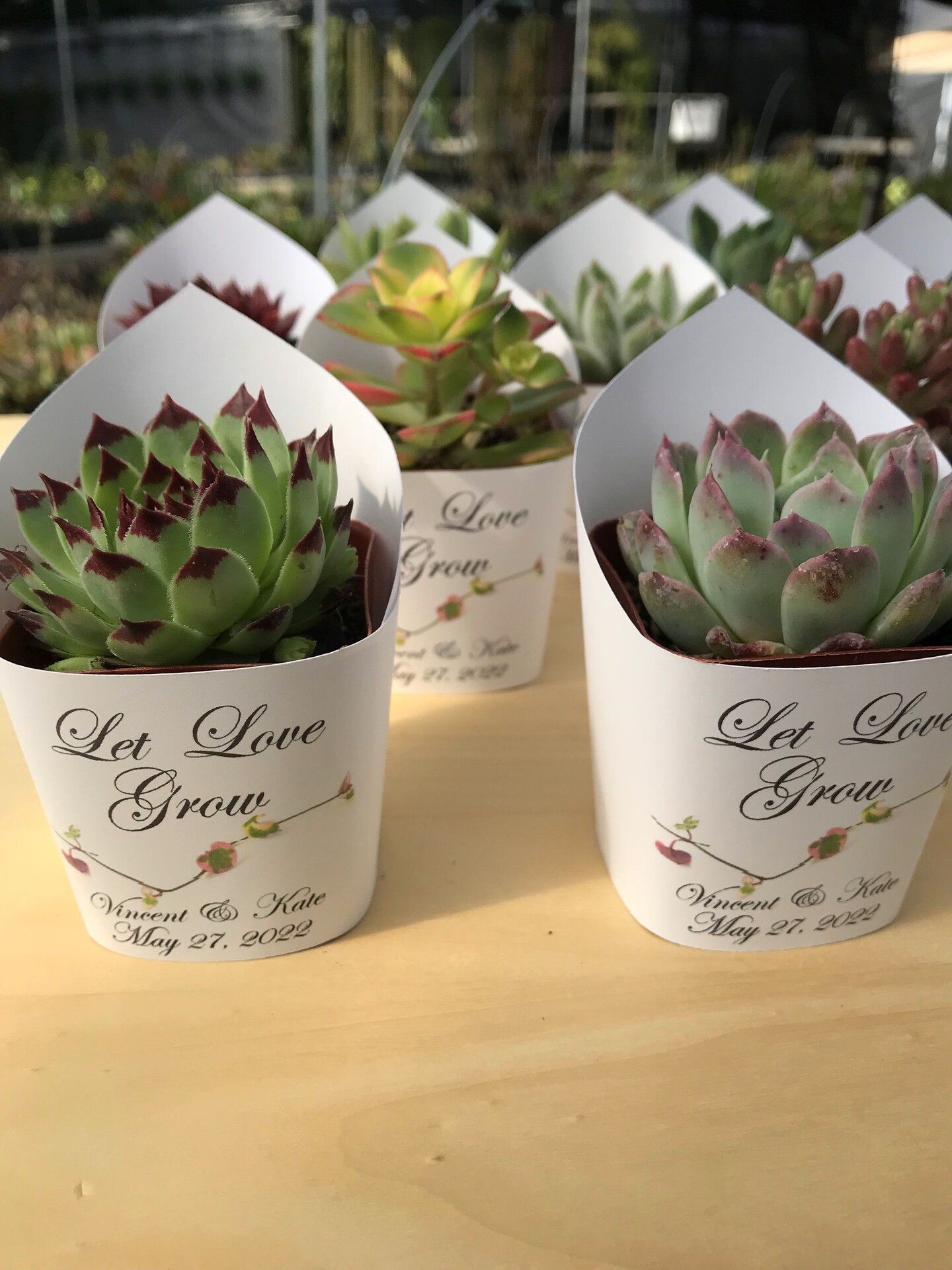 Premium White Succulent Wrappers for Wedding Favors as Thank You Gift - Pack of 10 - [Plants not included] product 6