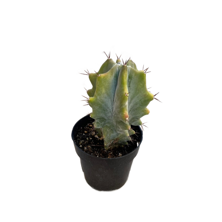 Gray Ghost Organ Pipe Cactus | 2.5 inch | Stenocereus pruinosus | Live  Plant | Indoor Plant | House Plant | Drought Tolerant | MakerPlace by  Michaels