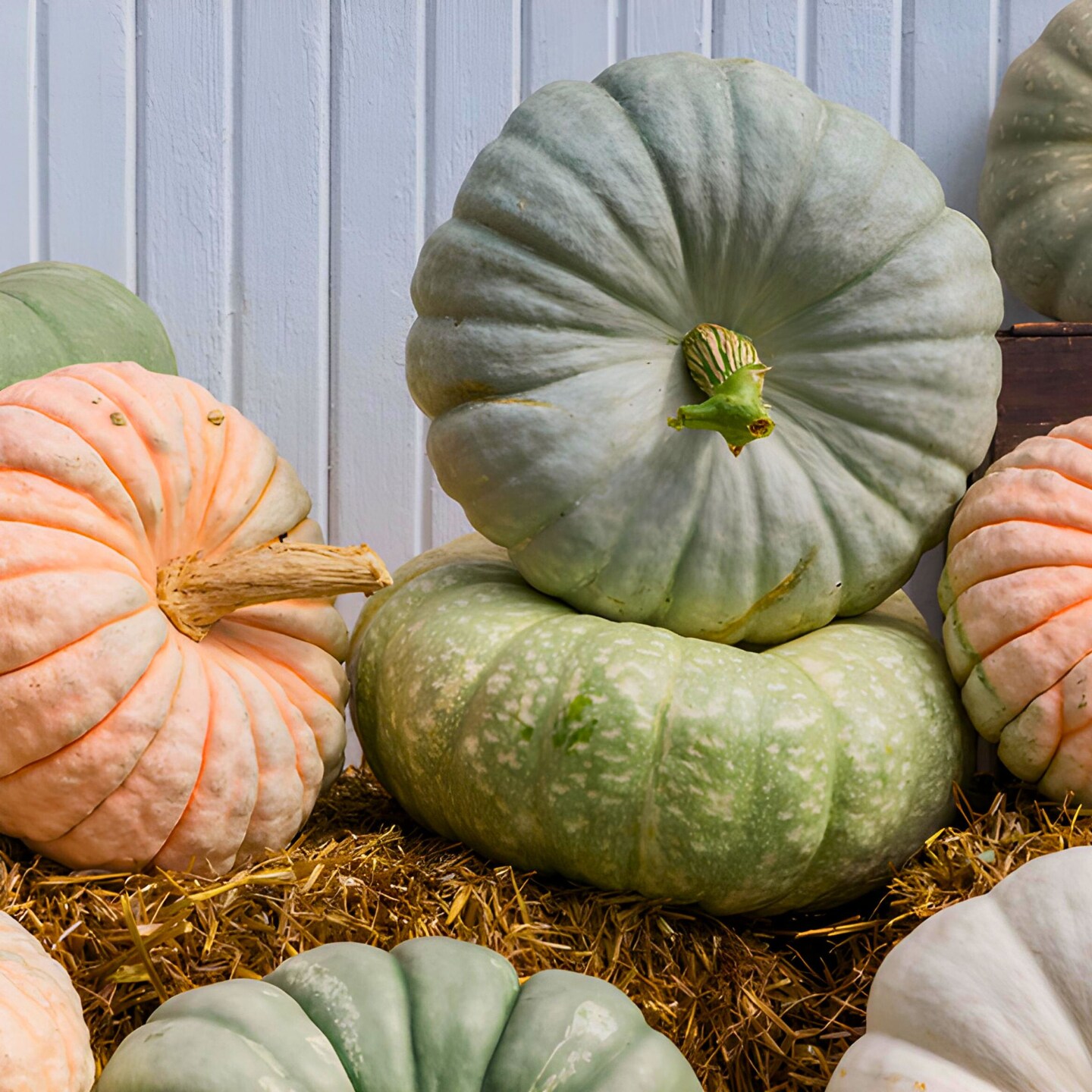Pumpkin Spark F1 Seed – Harris Seeds