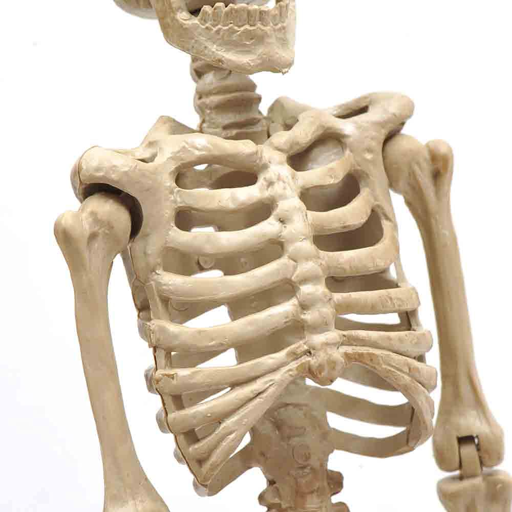 16&#x22; Halloween Skeleton,Full Body Skeleton with Posable Movable Joints for Haunted House Props Decorations