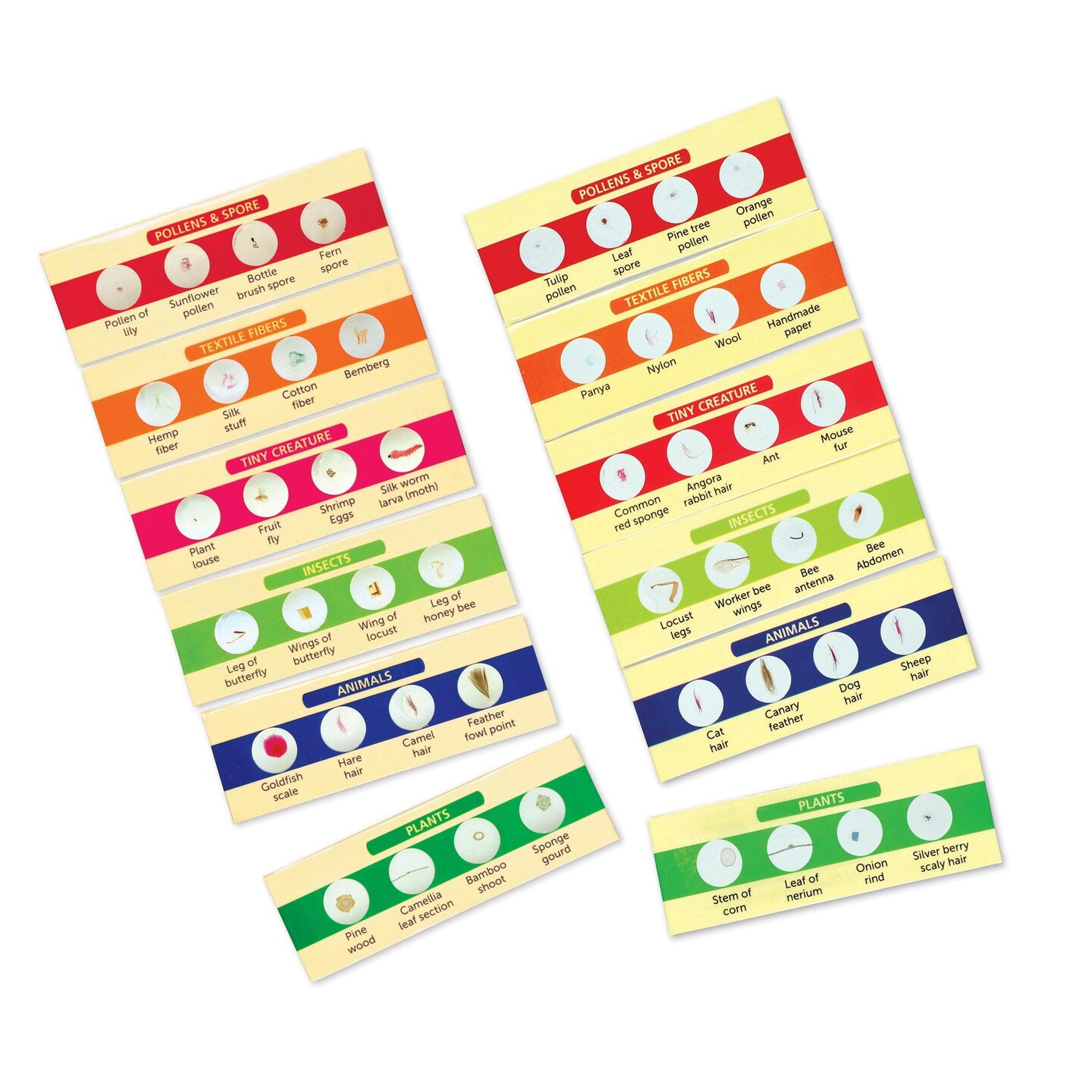Prepared Slides Bundle: Set I &#x26; II, Pack of 12