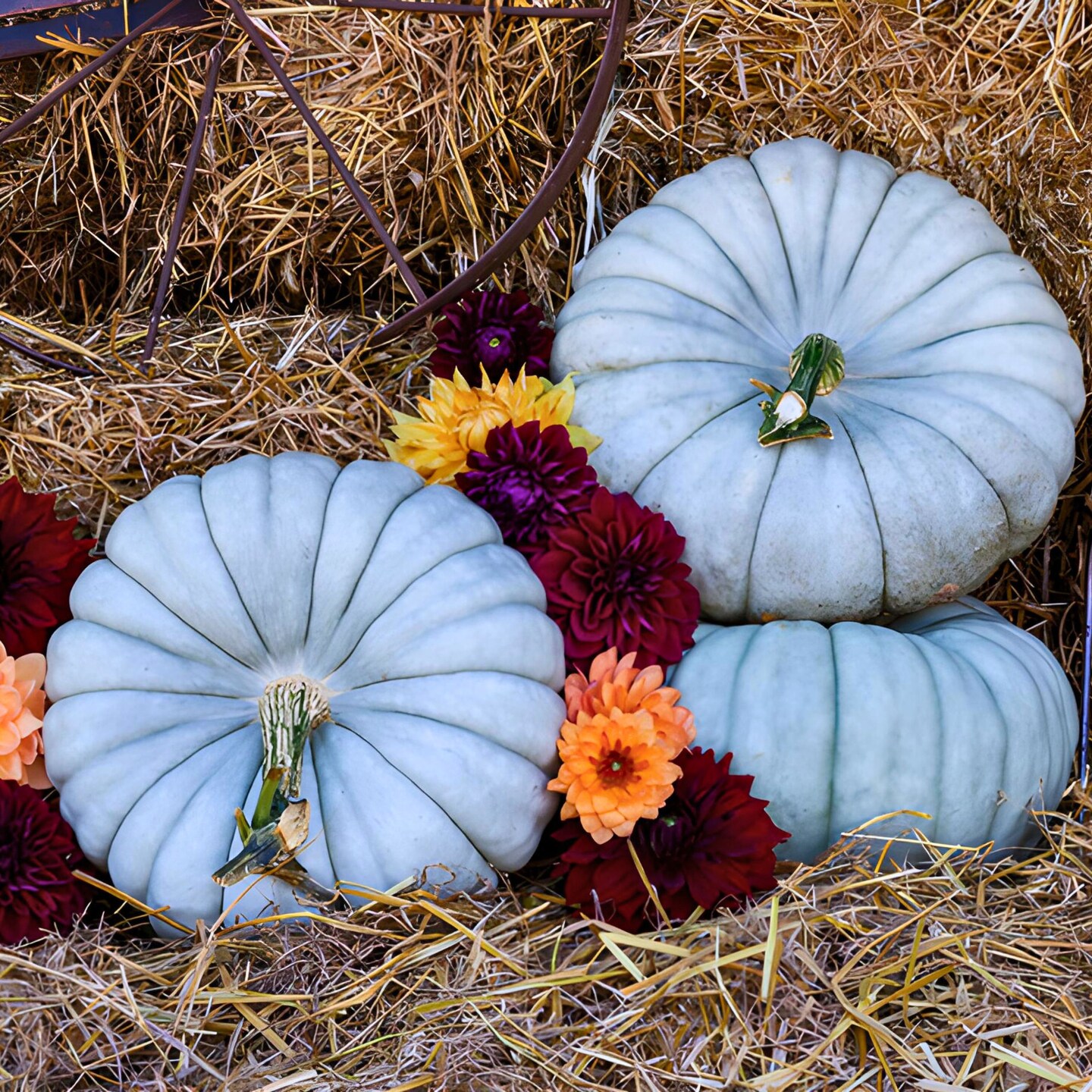 Blue Eyes F1 Pumpkin Seeds – Grow Stunning Blue Stacker