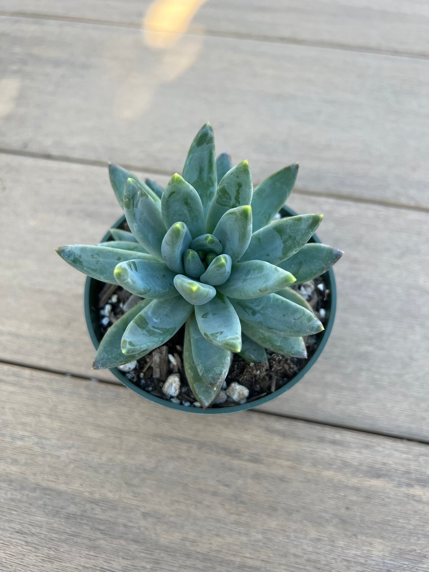 Pachyphytum Little Jewel, Succulent 4 | MakerPlace by Michaels