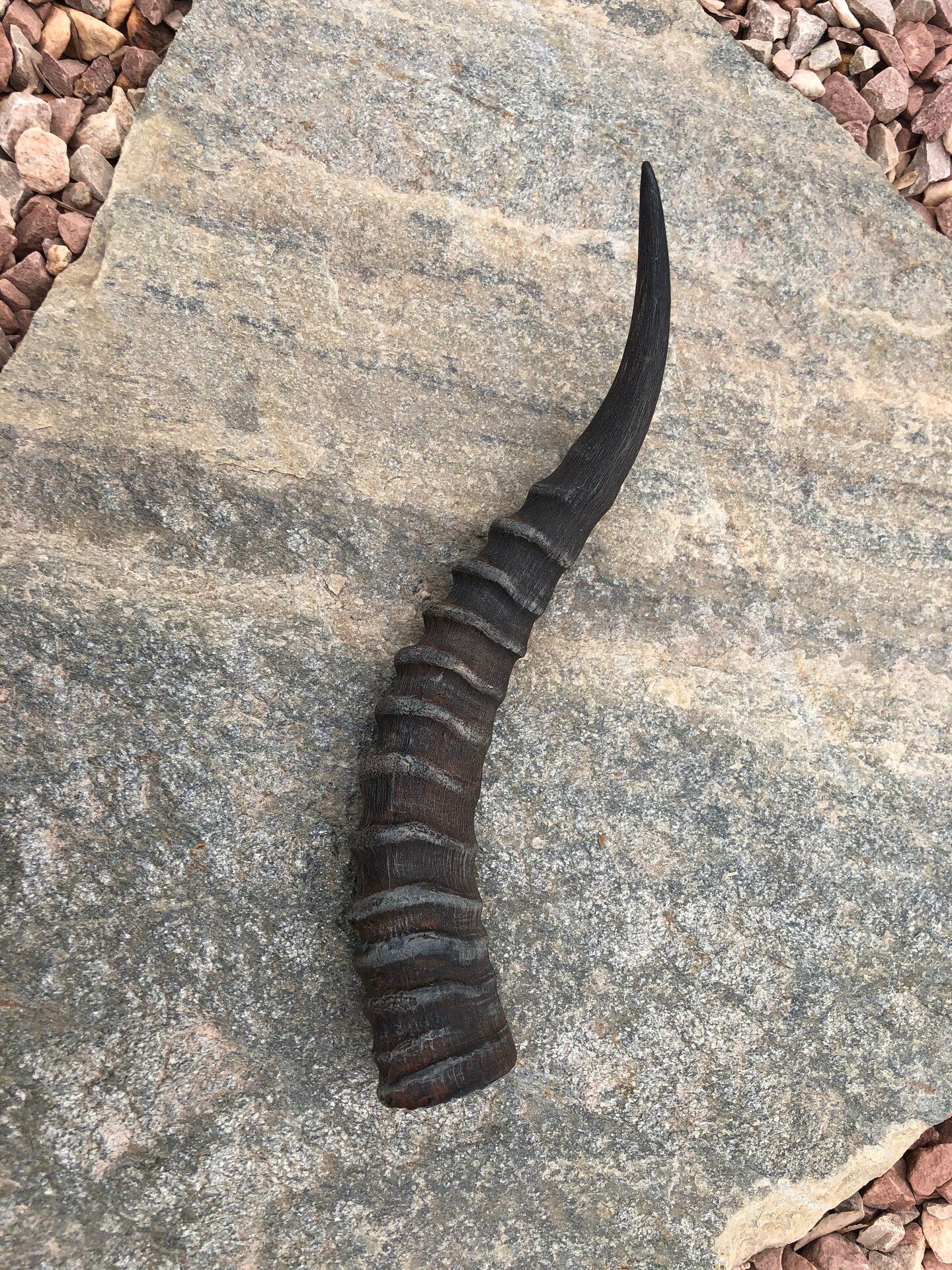 Blesbok Deer Horn Cast Resin Bone Replica 14” Black | MakerPlace