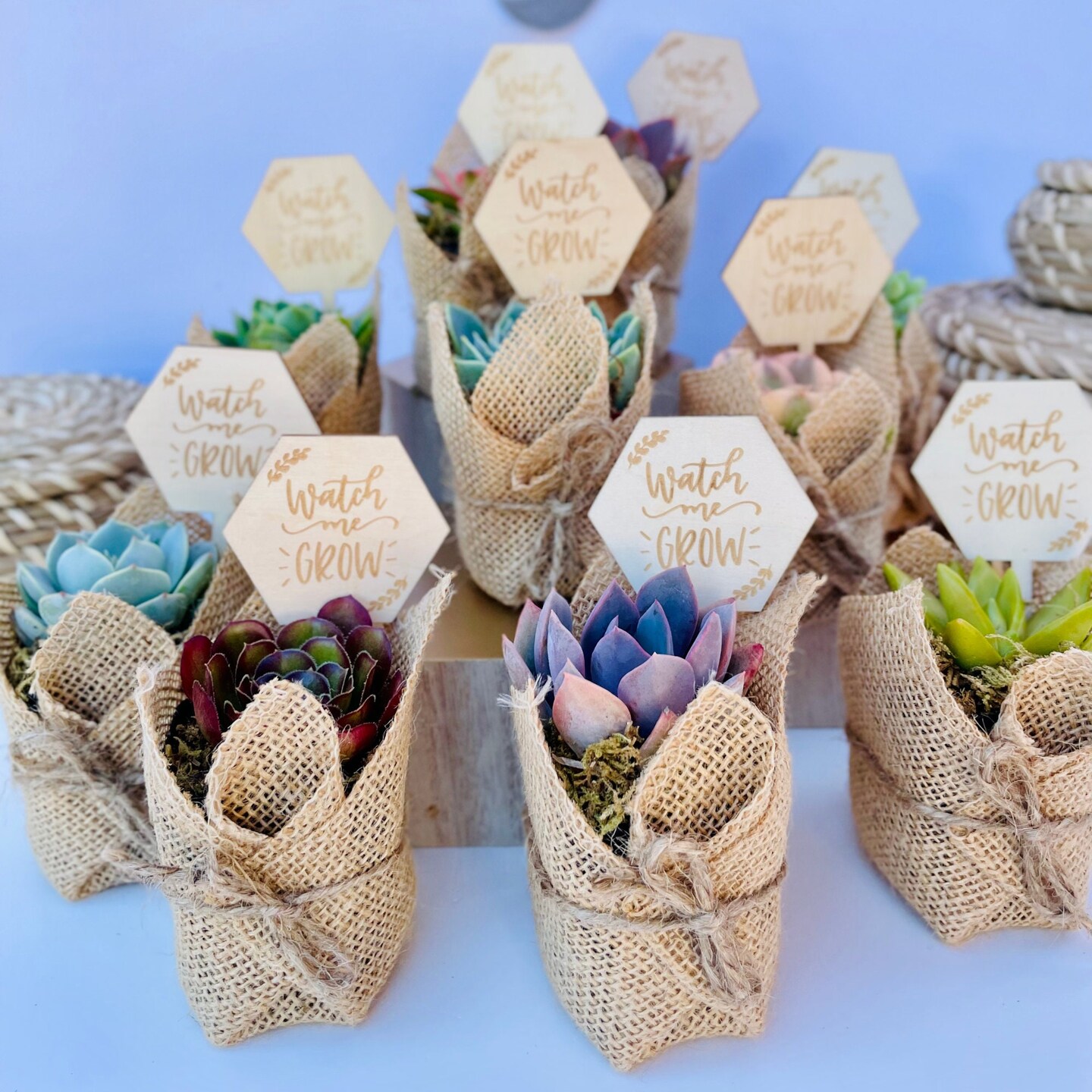 Watch Me Grow Baby Shower Favors - Live Succulent Favors for Baby Showers