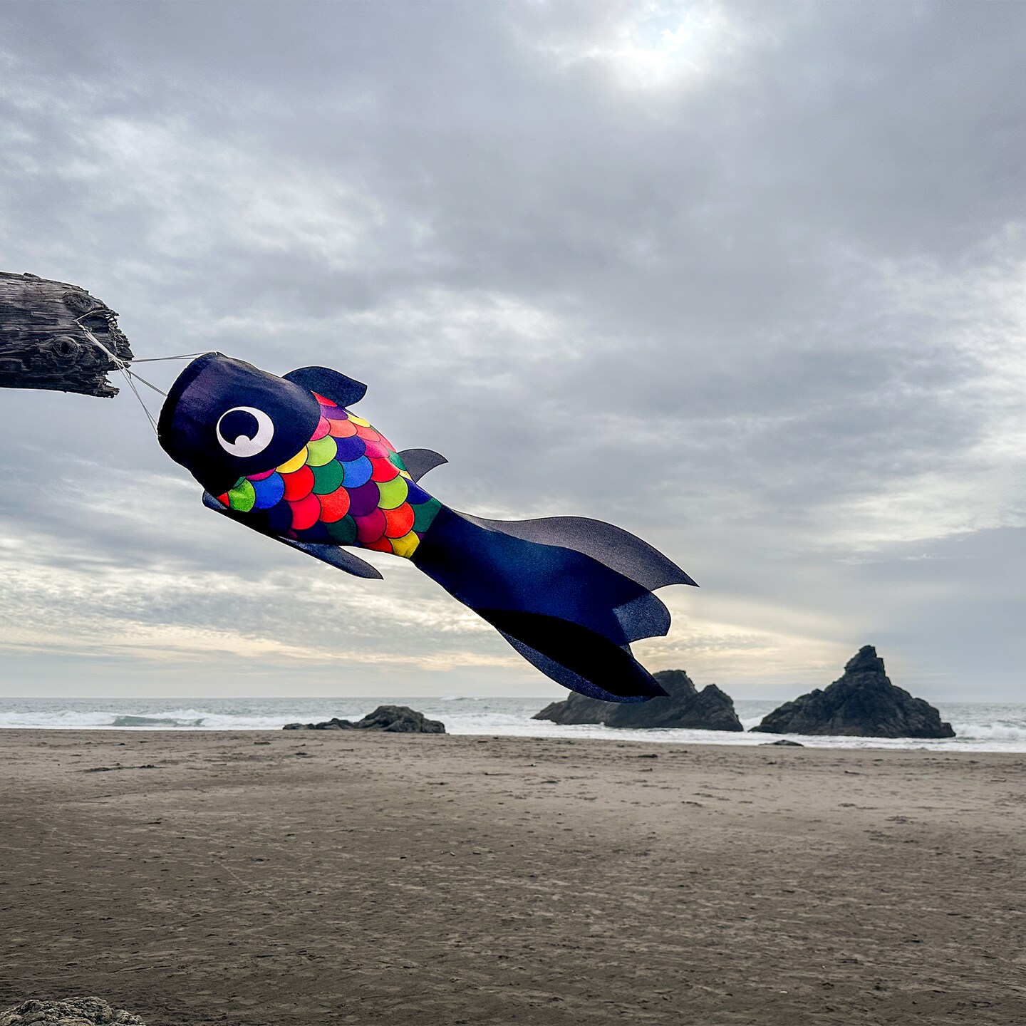 In the Breeze 5225 — 30-inch Black & Rainbow Damsel Fish — Colorful Fishsock Hanging Garden Decor with Detailed Printed Graphics