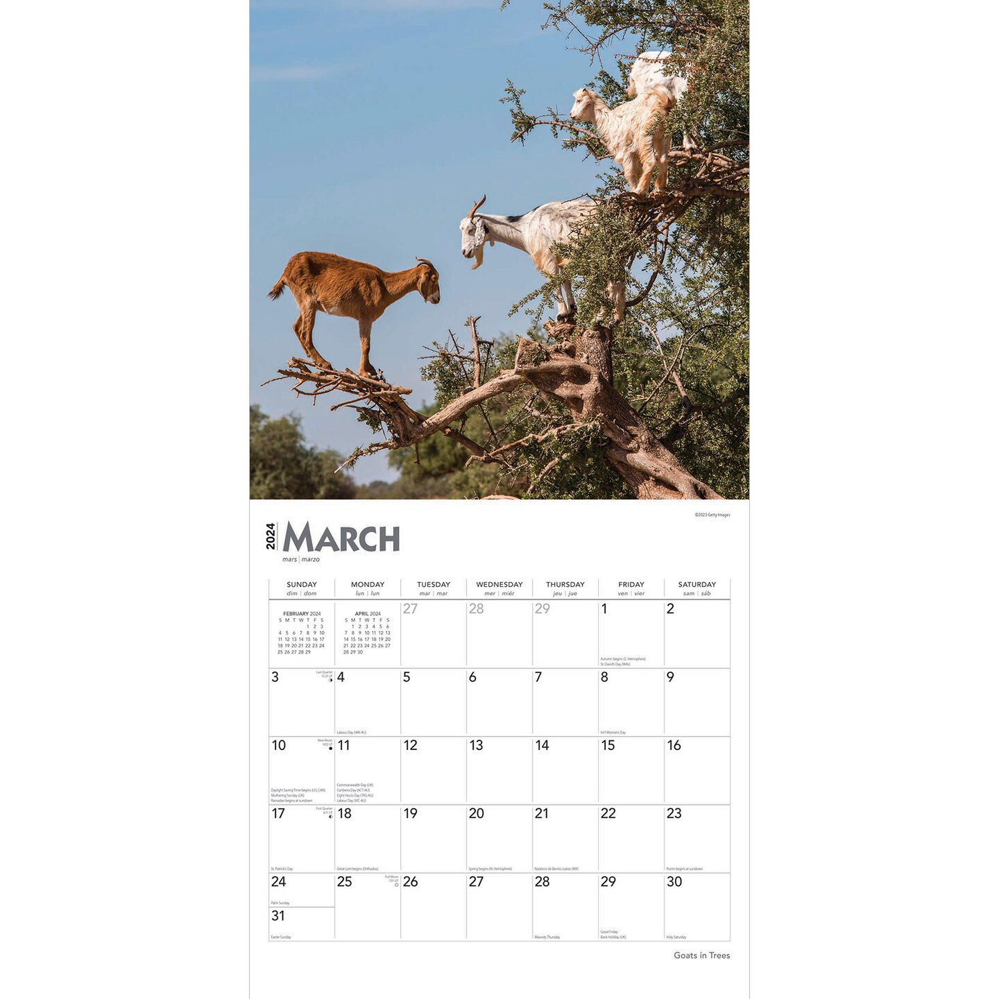 Goats in Trees, 2024 12 x 24 Inch Monthly Square Wall Calendar, BrownTrout