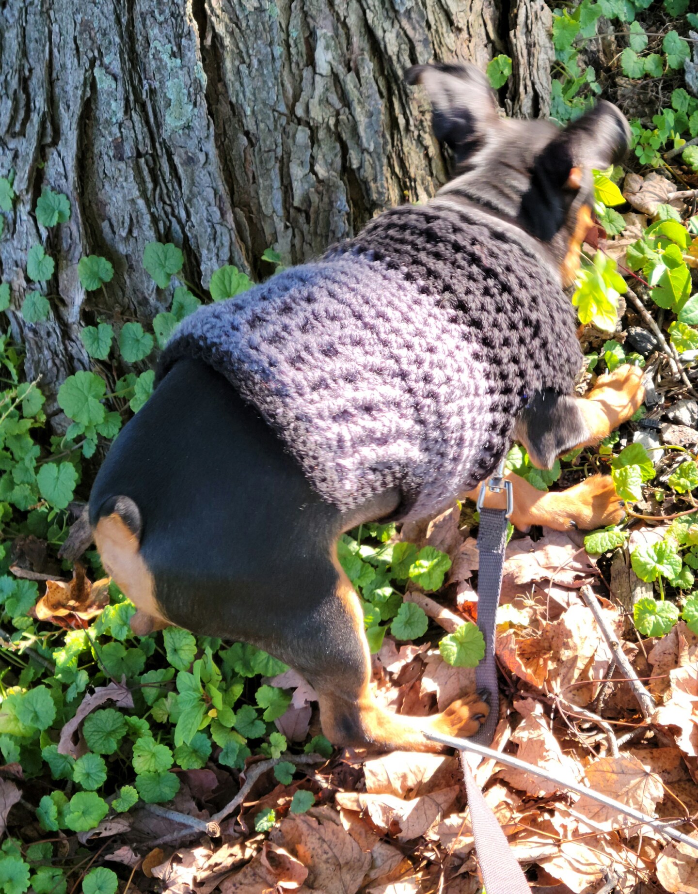 Hand crocheted pet sweater sizes xx small, x small, small, medium, large  and x large | MakerPlace by Michaels
